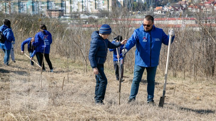 Tens of thousands of trees were planted today in a campaign launched by the Democratic Party