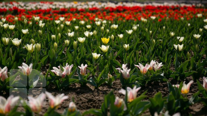 Netherlands in Bardar village. Family from Ialoveni owns huge tulips garden (PHOTO REPORT)