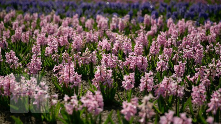 Netherlands in Bardar village. Family from Ialoveni owns huge tulips garden (PHOTO REPORT)