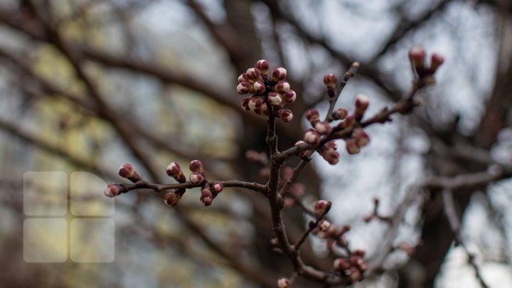 Yellow Frost Code issued in Moldova. Weather forecast for Easter 