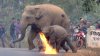 Mother elephant with calf attacked with firebombs as deforestation driven them into a village