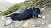 Bodies of 300 starved to death yaks, found in Sikkim