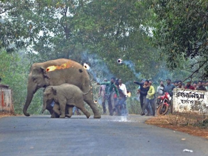 Mother elephant with calf attacked with firebombs as deforestation driven them into a village