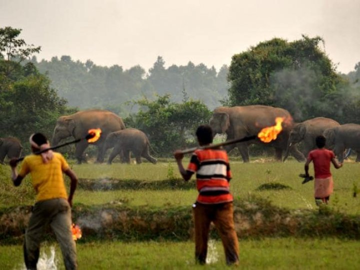 Mother elephant with calf attacked with firebombs as deforestation driven them into a village