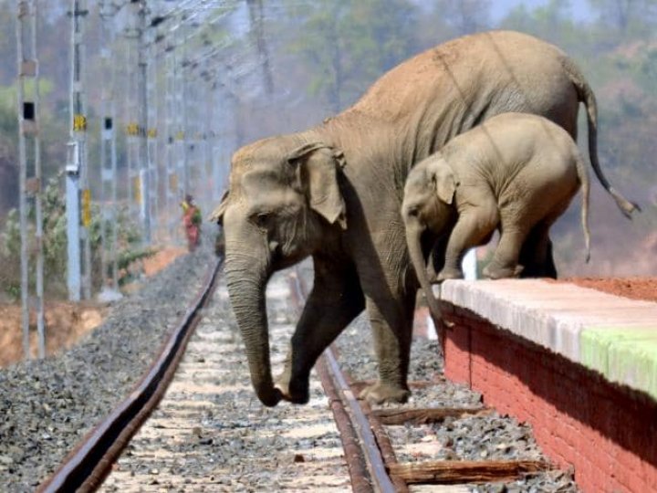 Mother elephant with calf attacked with firebombs as deforestation driven them into a village