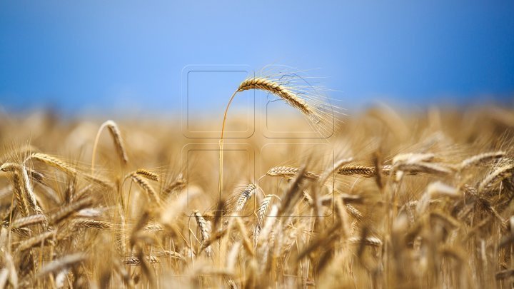 Optimistic forecast shows Moldovan farmers to reap bumper crop this wheat harvest