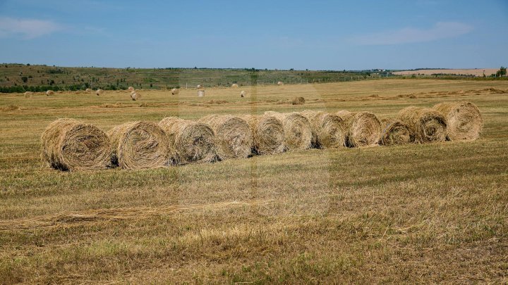 More subventions in agriculture. Half billion lei invested in this field since beginning of this year