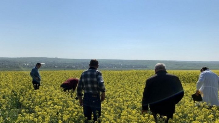 Colonies of bees dying in Gagauzia. Special committee is investigating the cause