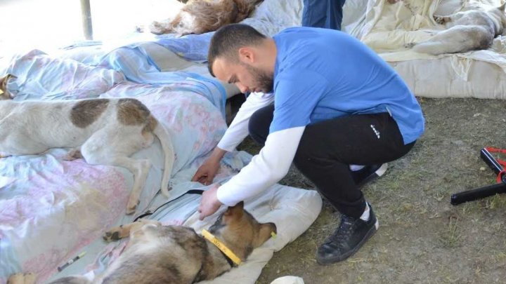 15 american vets came in Moldova to help sterilizing homeless dogs (PHOTO)