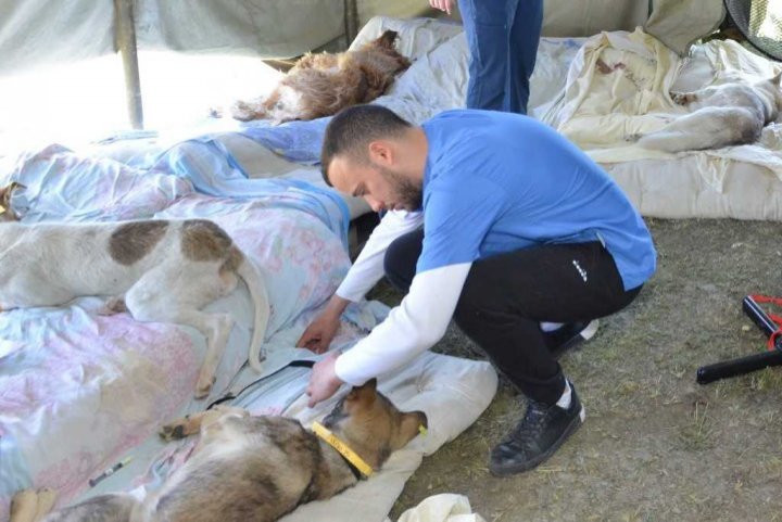 15 american vets came in Moldova to help sterilizing homeless dogs (PHOTO)