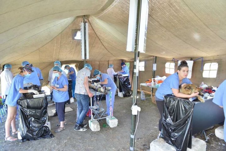 15 american vets came in Moldova to help sterilizing homeless dogs (PHOTO)