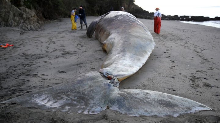 Scientists are shocked. 9 gray whales found dead in the Bay Area