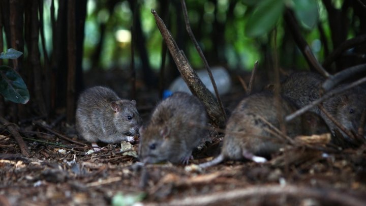 Chisinau City Hall to carry out extermination in basements of apartment blocs in city