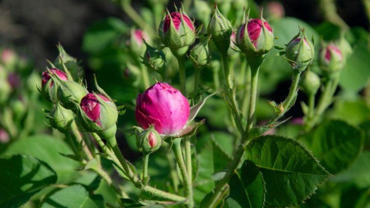 Photo report: Amazing smell and explosion of color in the rose garden of a couple in Dumbrava