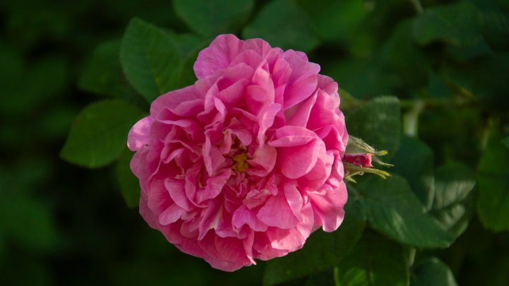 Photo report: Amazing smell and explosion of color in the rose garden of a couple in Dumbrava