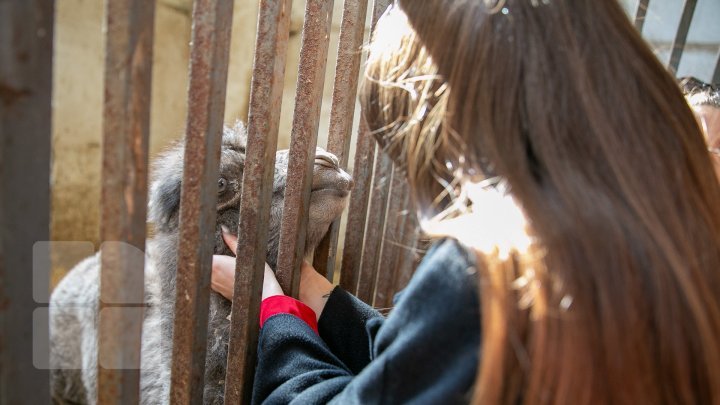 Chisinau Zoo found method to help animals escape heat (PHOTO)