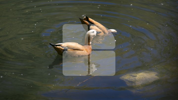 Chisinau Zoo found method to help animals escape heat (PHOTO)