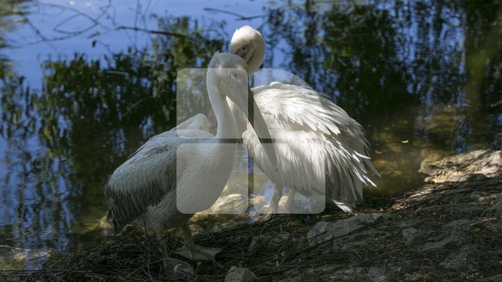 Chisinau Zoo found method to help animals escape heat (PHOTO)