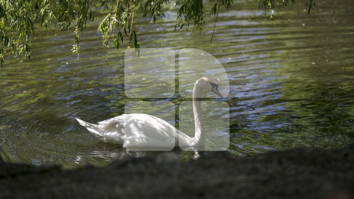 Chisinau Zoo found method to help animals escape heat (PHOTO)