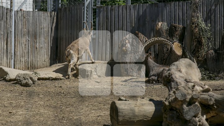 Chisinau Zoo found method to help animals escape heat (PHOTO)