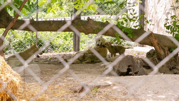 Chisinau Zoo found method to help animals escape heat (PHOTO)