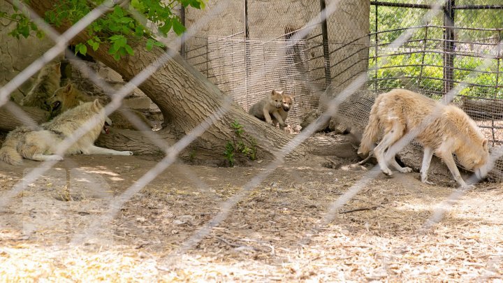 Chisinau Zoo found method to help animals escape heat (PHOTO)