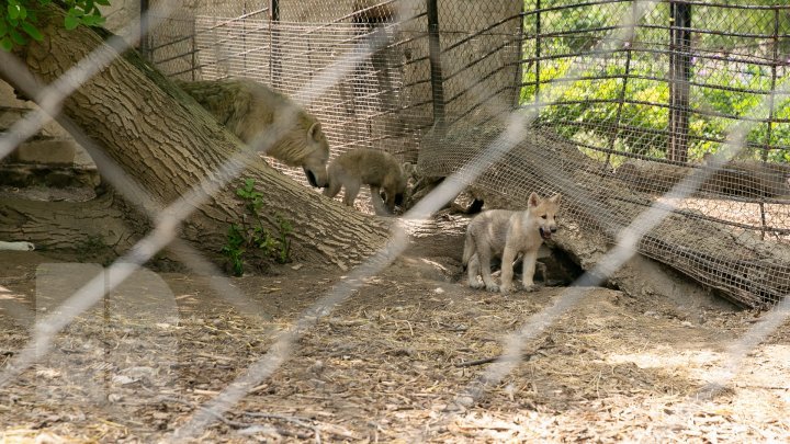 Chisinau Zoo found method to help animals escape heat (PHOTO)