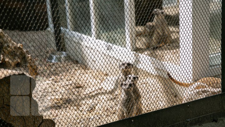 Chisinau Zoo found method to help animals escape heat (PHOTO)