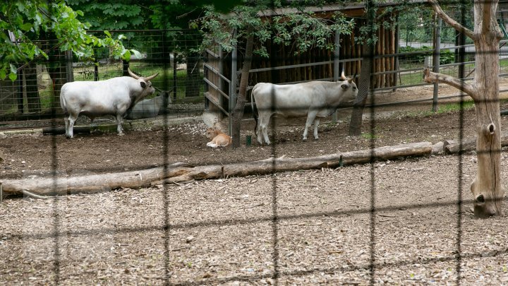 Chisinau Zoo found method to help animals escape heat (PHOTO)