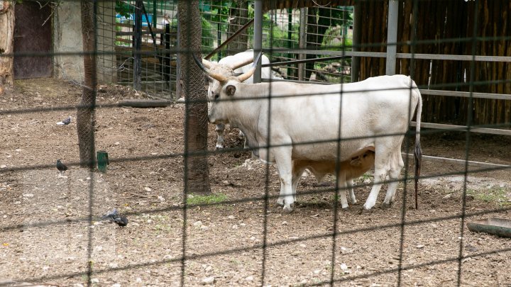 Chisinau Zoo found method to help animals escape heat (PHOTO)