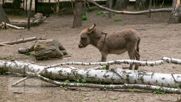 Chisinau Zoo found method to help animals escape heat (PHOTO)