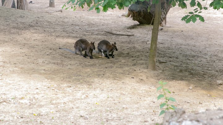 Chisinau Zoo found method to help animals escape heat (PHOTO)