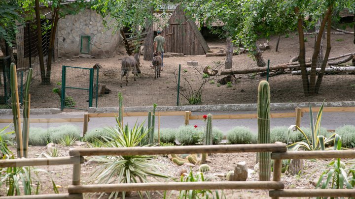 Chisinau Zoo found method to help animals escape heat (PHOTO)