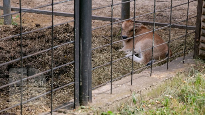 Chisinau Zoo found method to help animals escape heat (PHOTO)