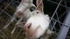 58 goats and 11 sheep killed after grazing in Edinet