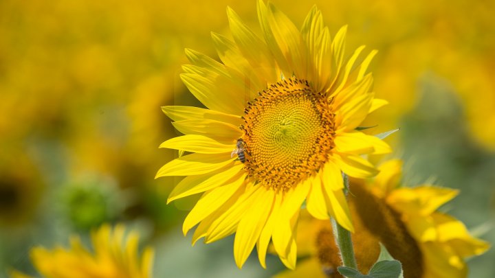 Yellow code warning for heat and fire, issued across Moldova