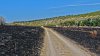 Fire burn around 40 ha of plantation near Old Orhei nature reserve (photo)