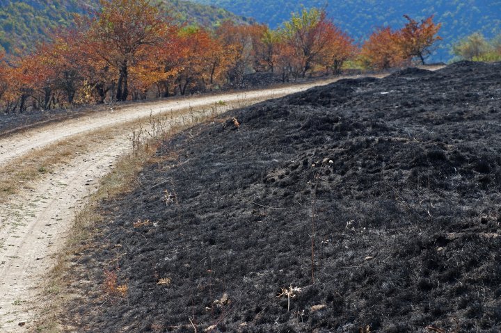 Fire burn around 40 ha of plantation near Old Orhei nature reserve (photo)