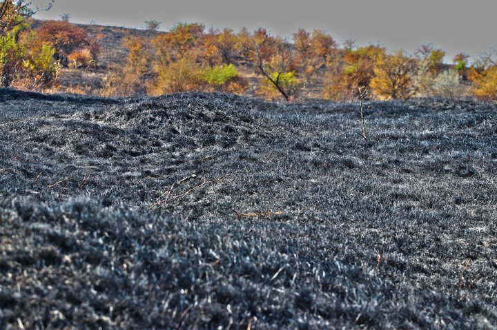 Fire burn around 40 ha of plantation near Old Orhei nature reserve (photo)