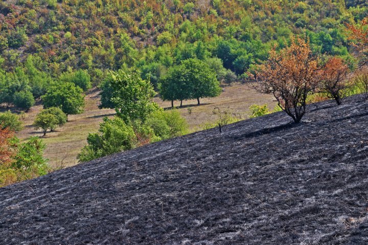 Fire burn around 40 ha of plantation near Old Orhei nature reserve (photo)