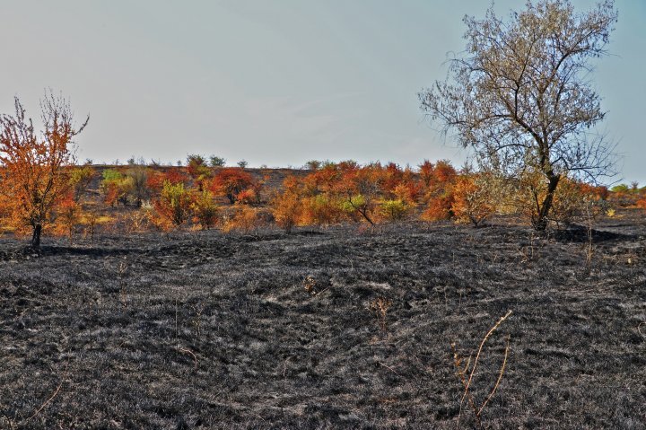 Fire burn around 40 ha of plantation near Old Orhei nature reserve (photo)