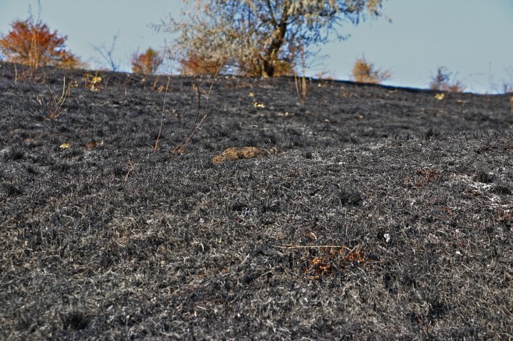 Fire burn around 40 ha of plantation near Old Orhei nature reserve (photo)