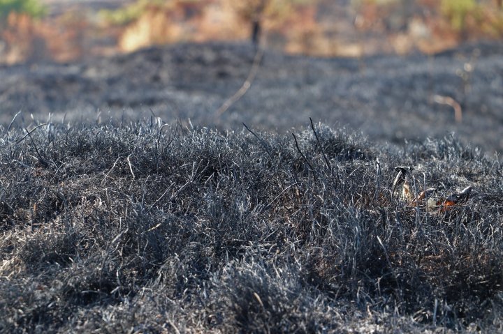 Fire burn around 40 ha of plantation near Old Orhei nature reserve (photo)