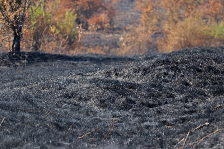 Fire burn around 40 ha of plantation near Old Orhei nature reserve (photo)