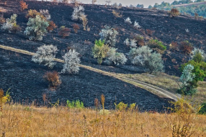 Fire burn around 40 ha of plantation near Old Orhei nature reserve (photo)