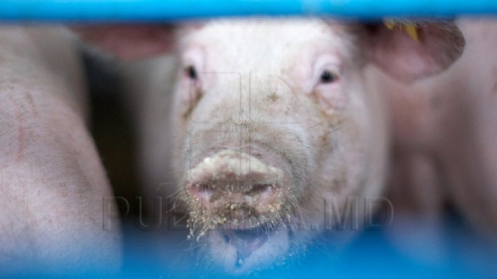 NAFS reports another two swine fever cases in Cahul