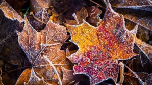 Weather forecast for the following days. Meteorologists have issued a Yellow Freeze Code