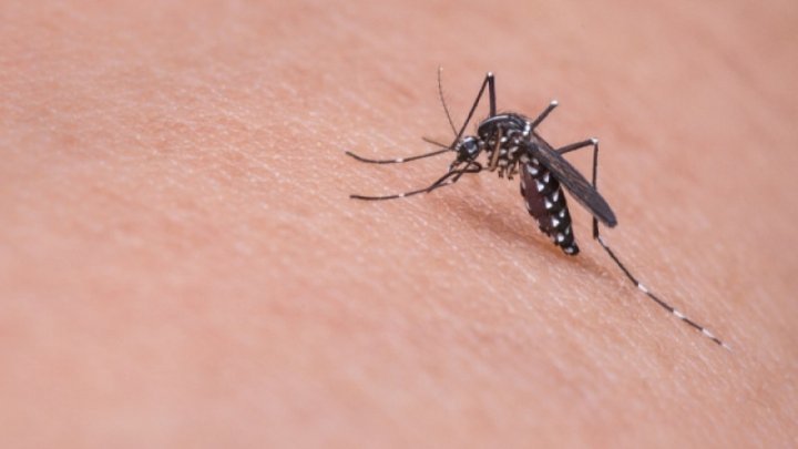 First case of West Nile virus detected in Moldova, confirms National Agency for Public Health 