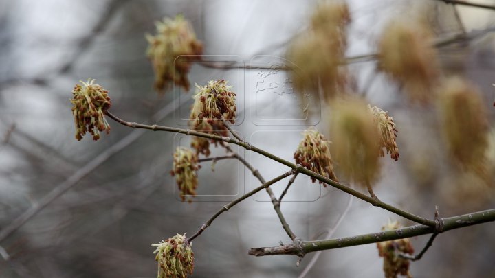 Yellow Warning for frost issued in the next few days 