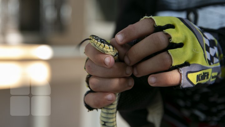 Meet the nine-year-old boy who raises snakes as his absorbing hobby (photo report)